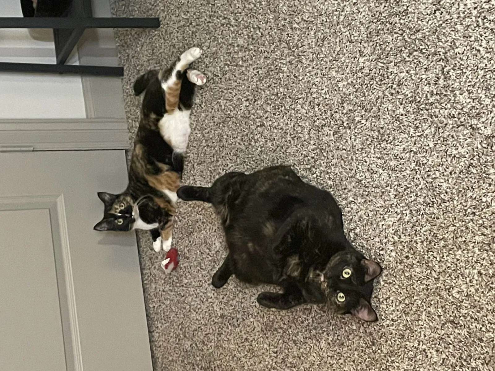 Roberts Cats